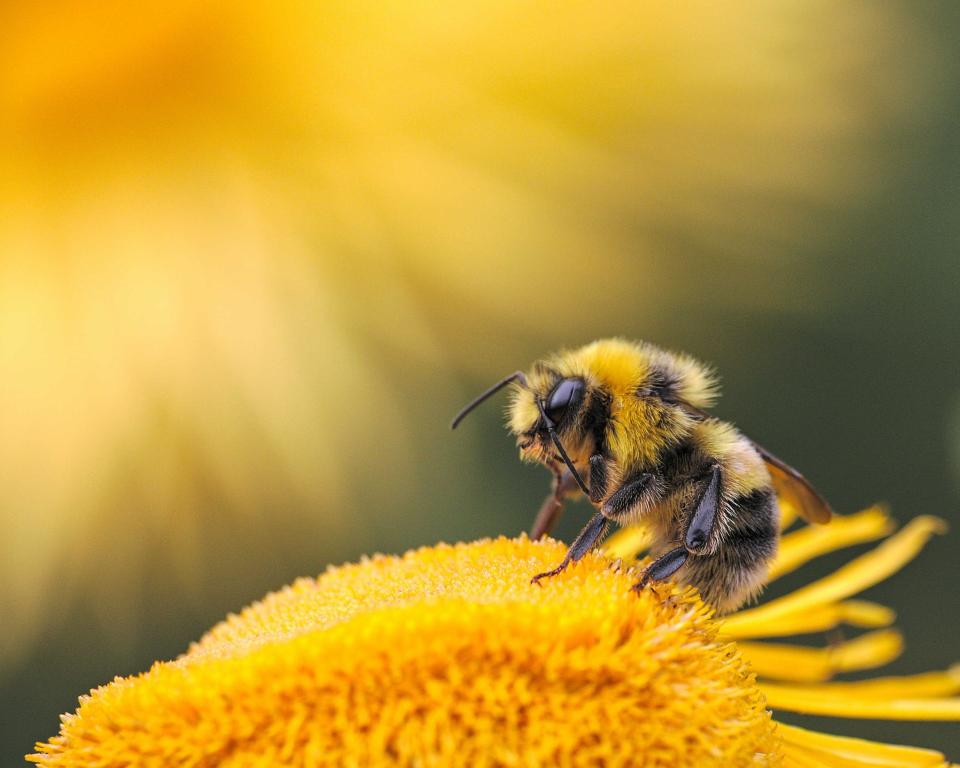 Bij op een bloem