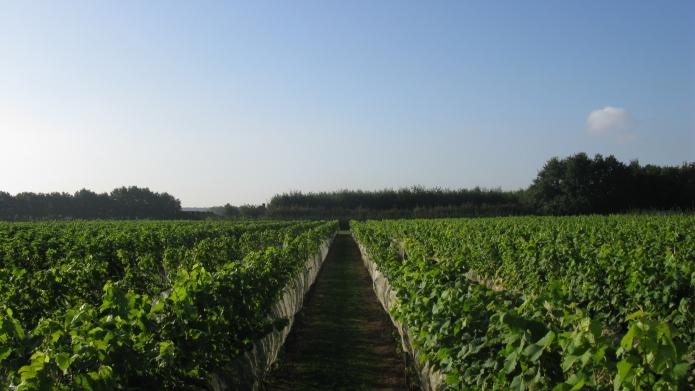 Foto trouwlocatie Domaine de Brabantse Wal overzicht van de wijngaard