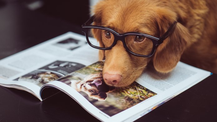 hond met leesbril leest magazine