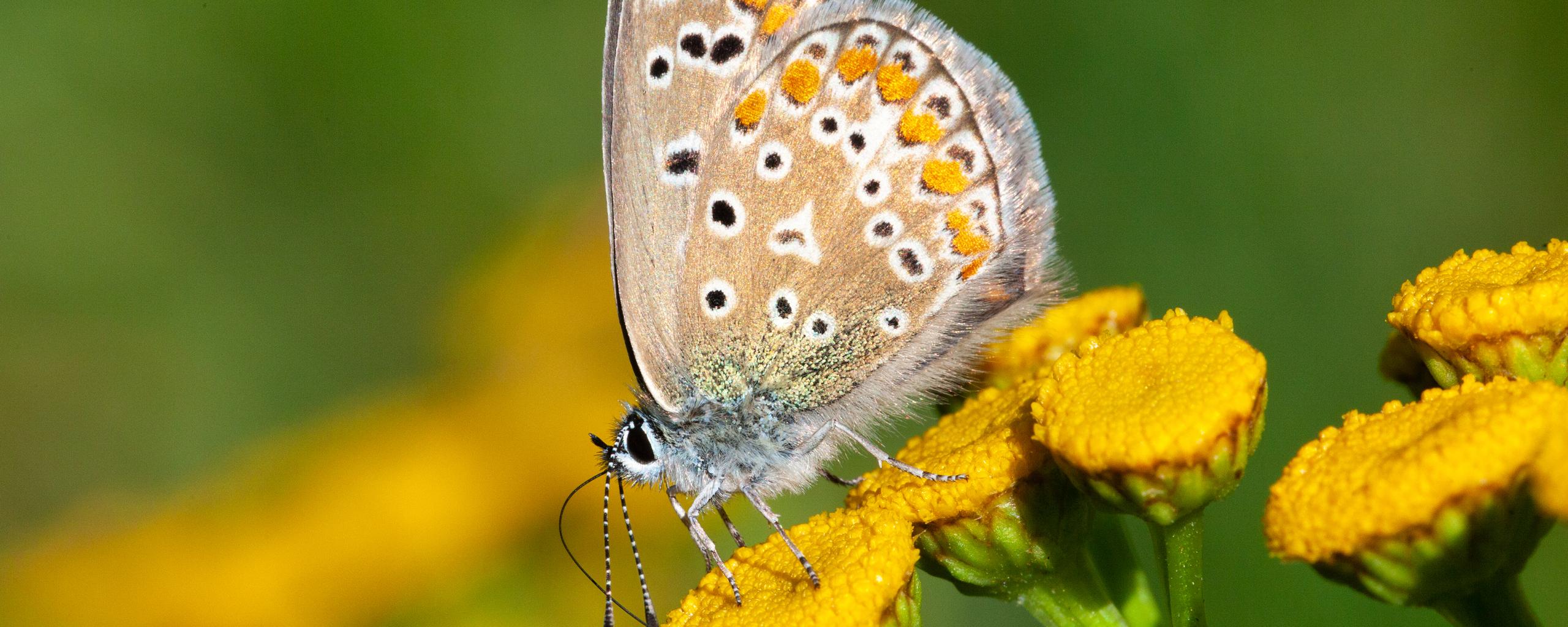 Vlinder op een bloem