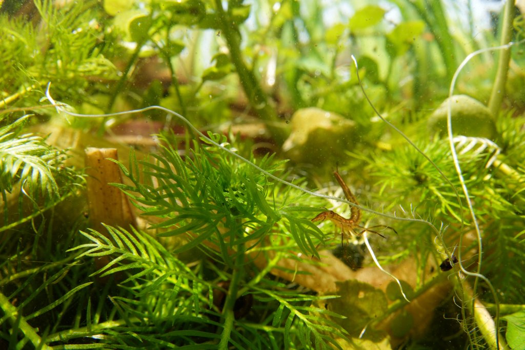 Foto: Arthur de Bruin Heerjansdam. Waterviolier en keverlarve