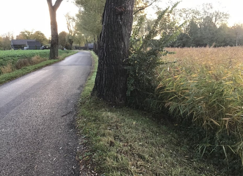 Struiken bij de stam