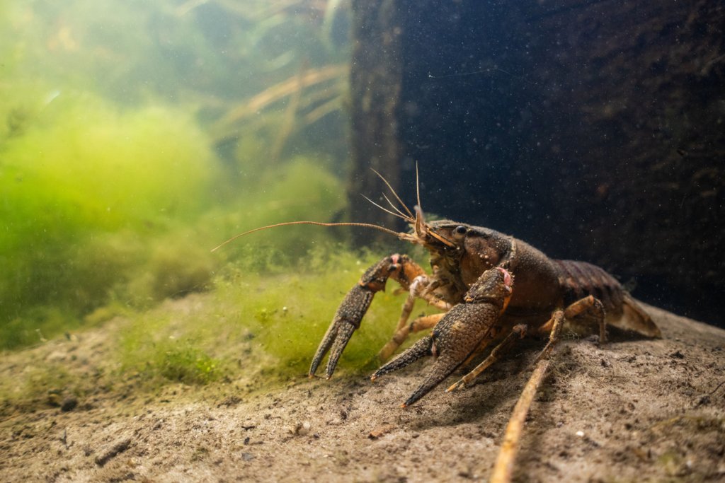 In het water bij de Stompaardsedijk in Simonshaven leeft de Gevlekte Amerikaanse rivierkreeft