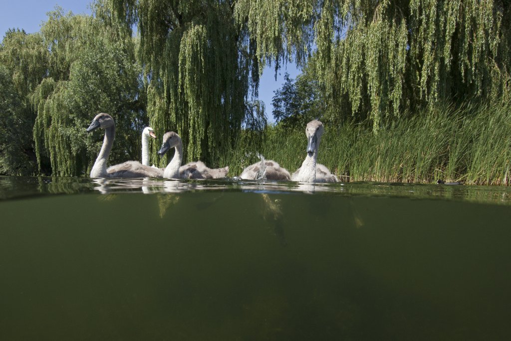 Jonge zwanen