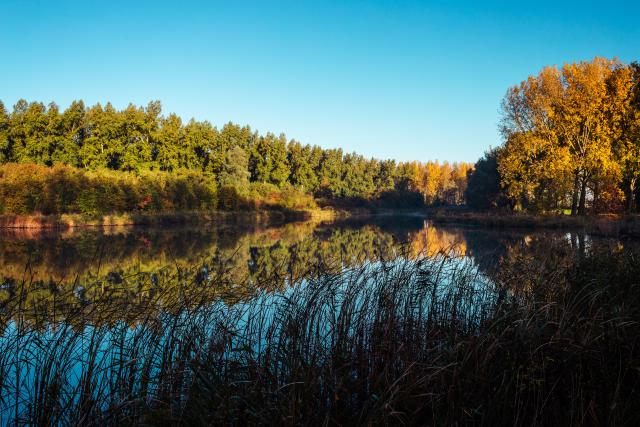 De nieuwe Dordtse Biesbosch in het ochtendlicht