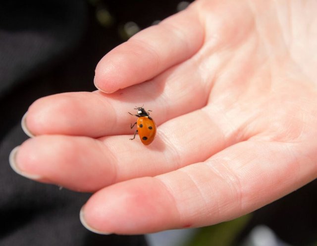 Lieveheersbeestje op een hand