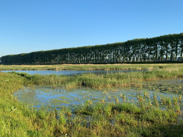 biesbosch