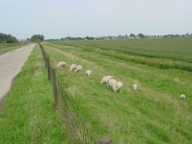 Schapen op Oostmolendijk