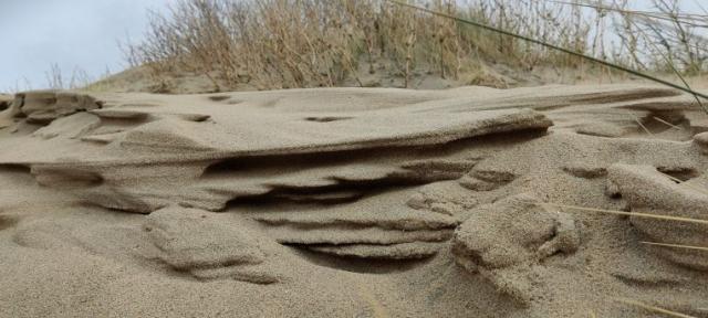 Zandrichel Springertduinen