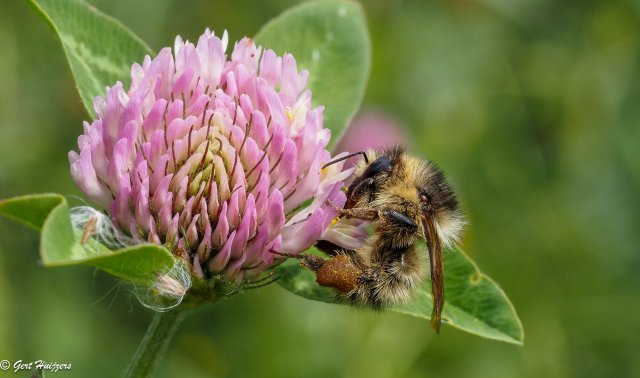 Zandhommel op rode klaver