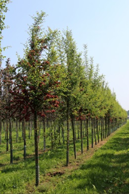 Photo Crataegus paul scarlet