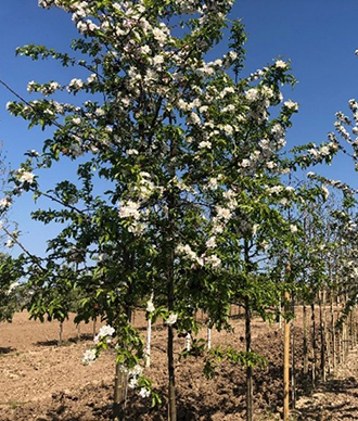 Photo malus red sentinel
