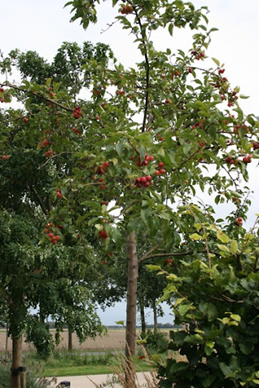 Photo malus red sentinel