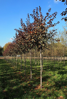 Photo malus toringo scarlet
