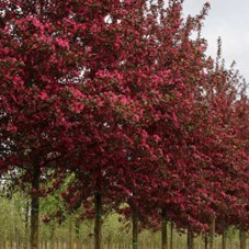 Photo malus toringo scarlet