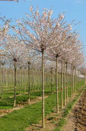 Photo prunus autumnalist Rosea
