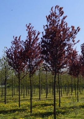 Photo prunus nigra