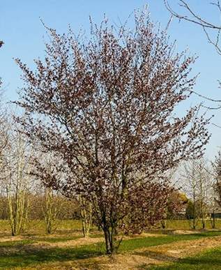 Photo prunus nigra