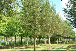 Photo salix fragilis bullata