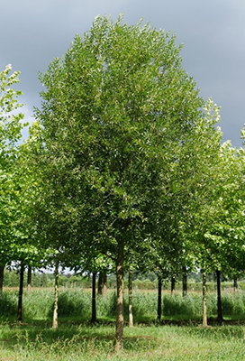 Photo salix fragilis bullata