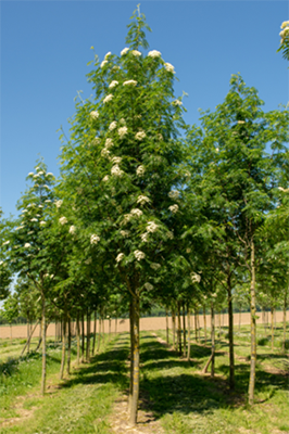 Photo sorbus dodong