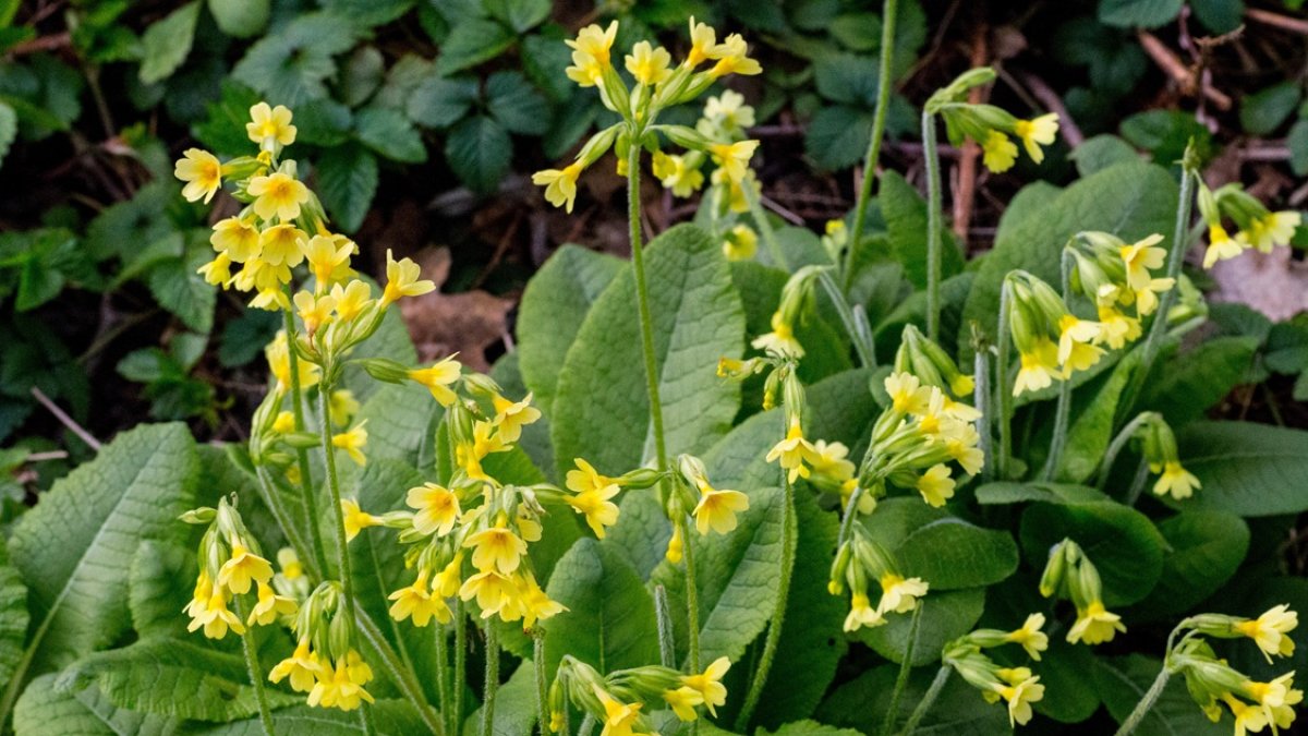 Rondleiding Natuurtuin op zondag 22 maart
