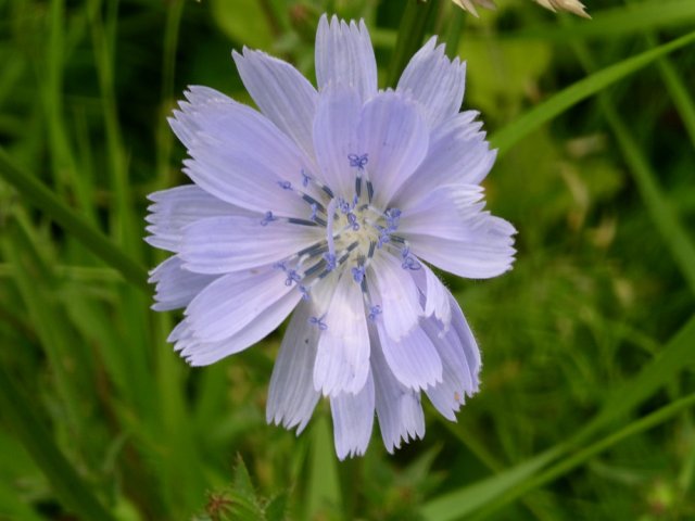 Chicory