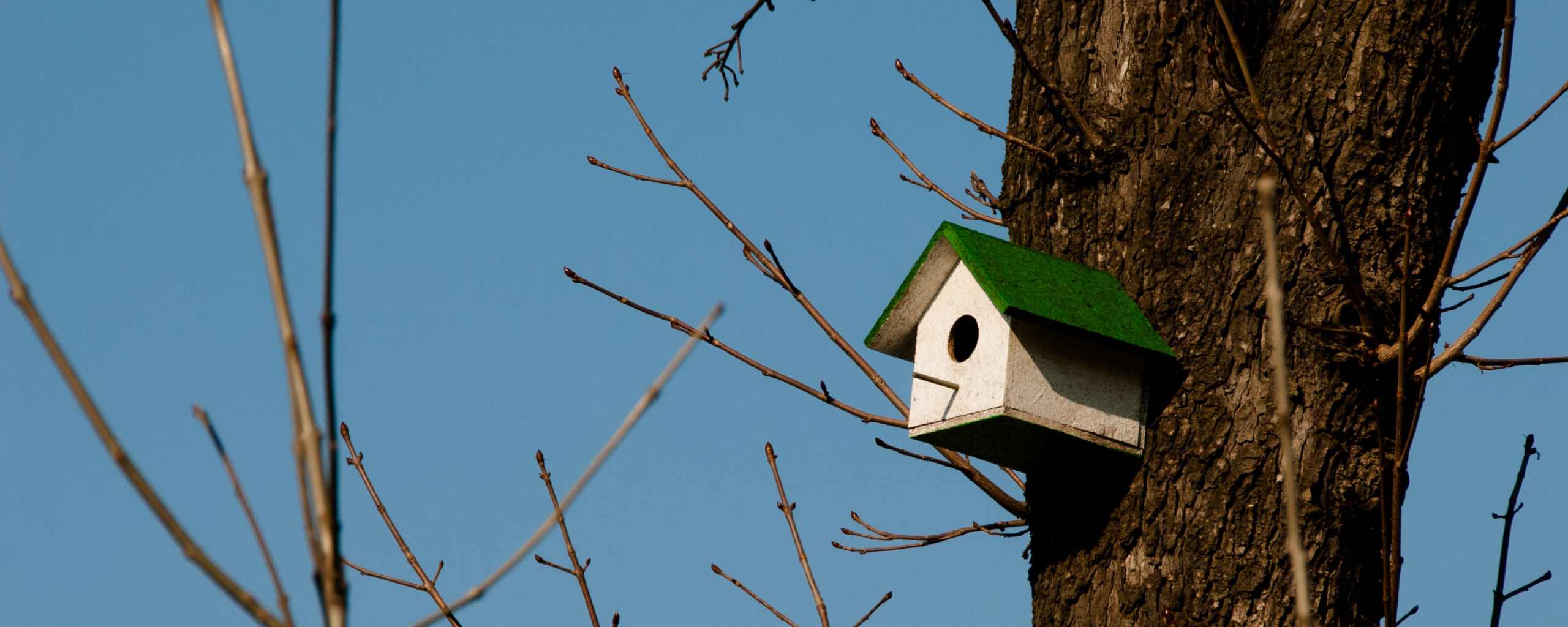 Vogelhuisje in boom