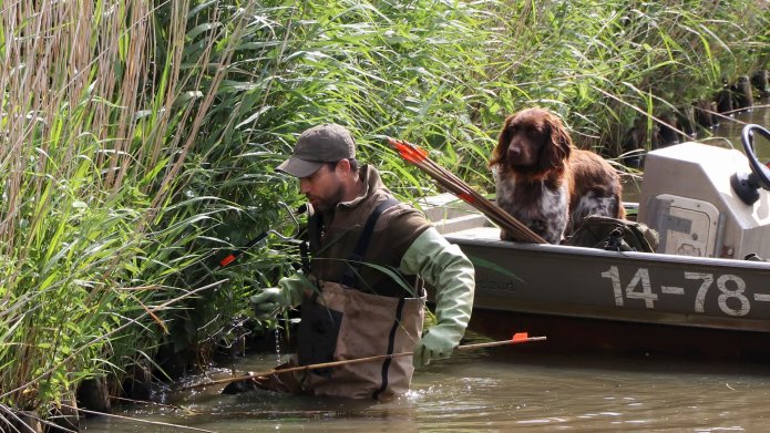 Muskusratten worden bestreden door Waterschap Zuiderzeeland. Medewerker met hond en werkmiddelen in actie bij het water. 