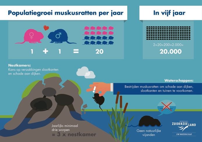 In deze infographic wordt uitgelegd hoe snel de populatie muskusratten per jaar en in 5 jaar groeit: ze krijgen nestjes van wel 20 dieren. In 5 jaar kan dit zorgen voor 20.000 muskusratten. Ook zie je hoe de nestkamers schade toebrengen aan de dijk. 