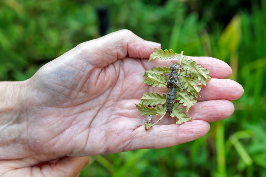 Hand van Marijke met insect op blad