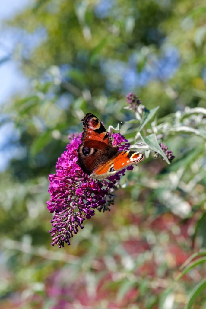 Kleurige vlinder in tuin