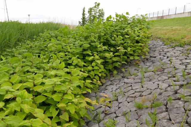 Japanse duizendknoop (Fallopia japonica)