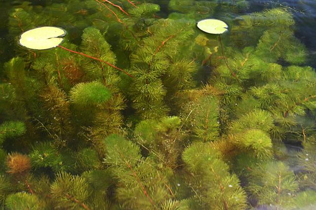 Ongelijkbladig vederkruid (Myriophyllum heterophyllum)