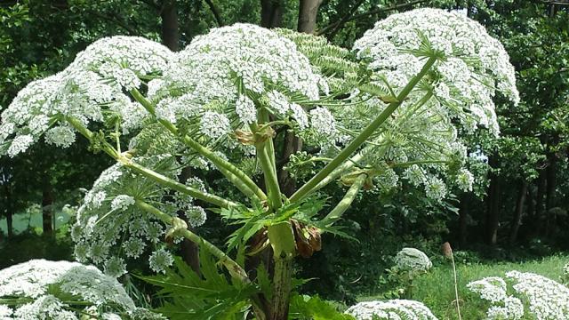 Reuzenberenklauw - Heracleum mantegazzianum