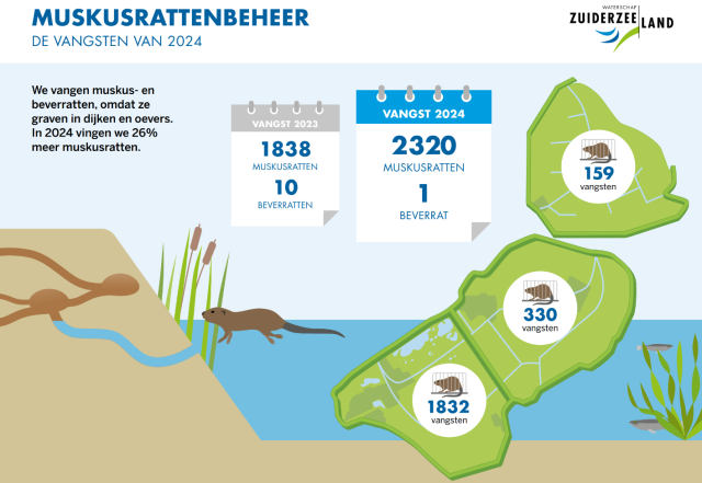 Muskusrat zwemt in het water bij een dijk. Te zien is dat het dier gegraven heeft in de dijk. In de afbeelding zijn de cijfers van de muskusratten vangst van 2023 en van 2024 te zien. In 2023 zijn er 1838 muskusratten en 10 beverratten gevangen. In 2024 zijn er 2320 muskusratten en 1 beverrat gevangen. In het noorden van Flevoland zijn er 159 vangsten geweest, in het midden 330 en in het zuiden van Flevoland 1832.  