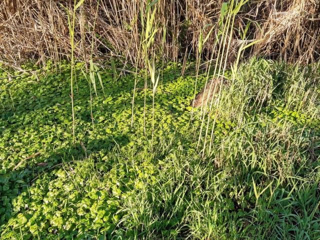 Veldje 'Waternavel' Wildvijver