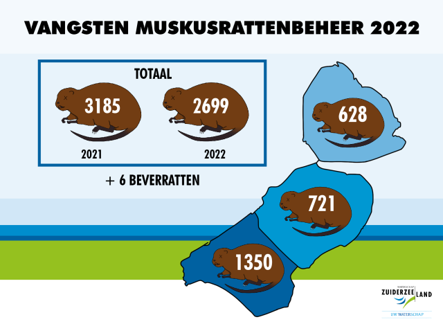Infographic muskusrattenvangst Zuiderzeeland in 2022: totaal 2699 en 6 beverratten