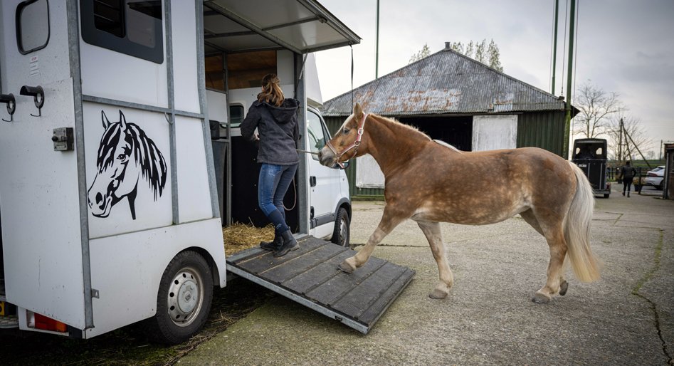 Een tweede paard wordt in een paardentrailer geleid om ook naar een veilige locatie vervoerd te worden