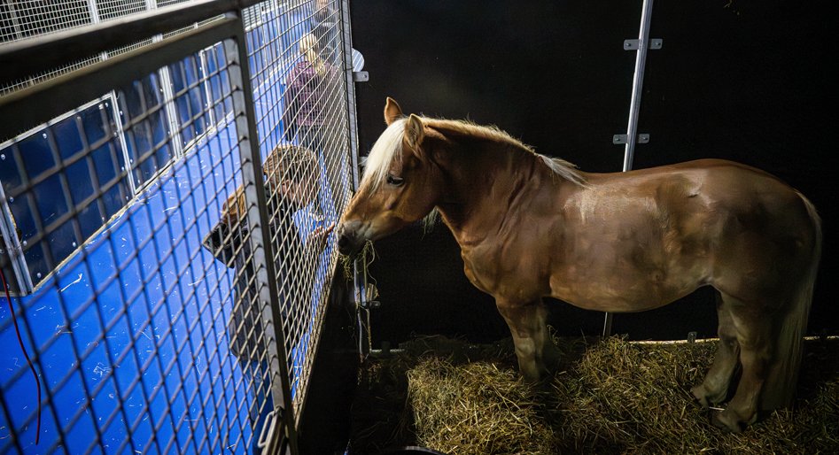 Het voor de veiligheid verplaatste paard staat in een fijne droge stal met vers stro