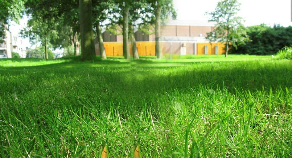 Grasveld met op de achtergrond gebouwen