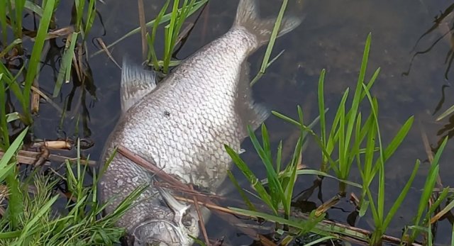 Dode vis drijvend in het water van een sloot
