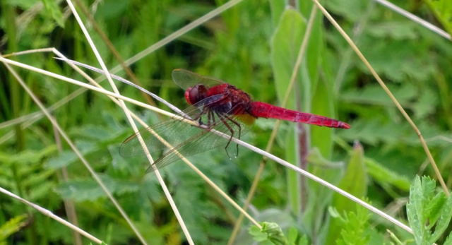 Vuurlibel (Crocothemis erythraea) op een grasspriet tegen een groene achtergrond