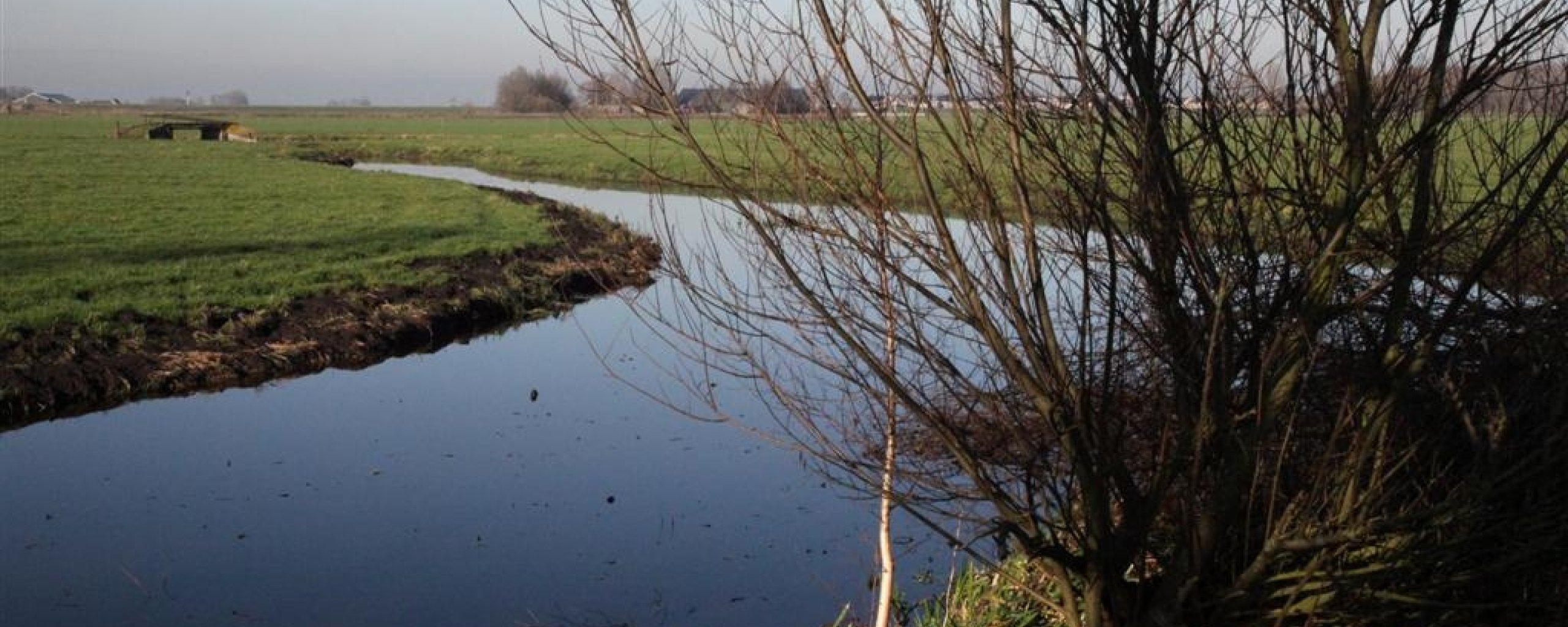 Buitengebied van Zwartewaterland met knotwilg en water