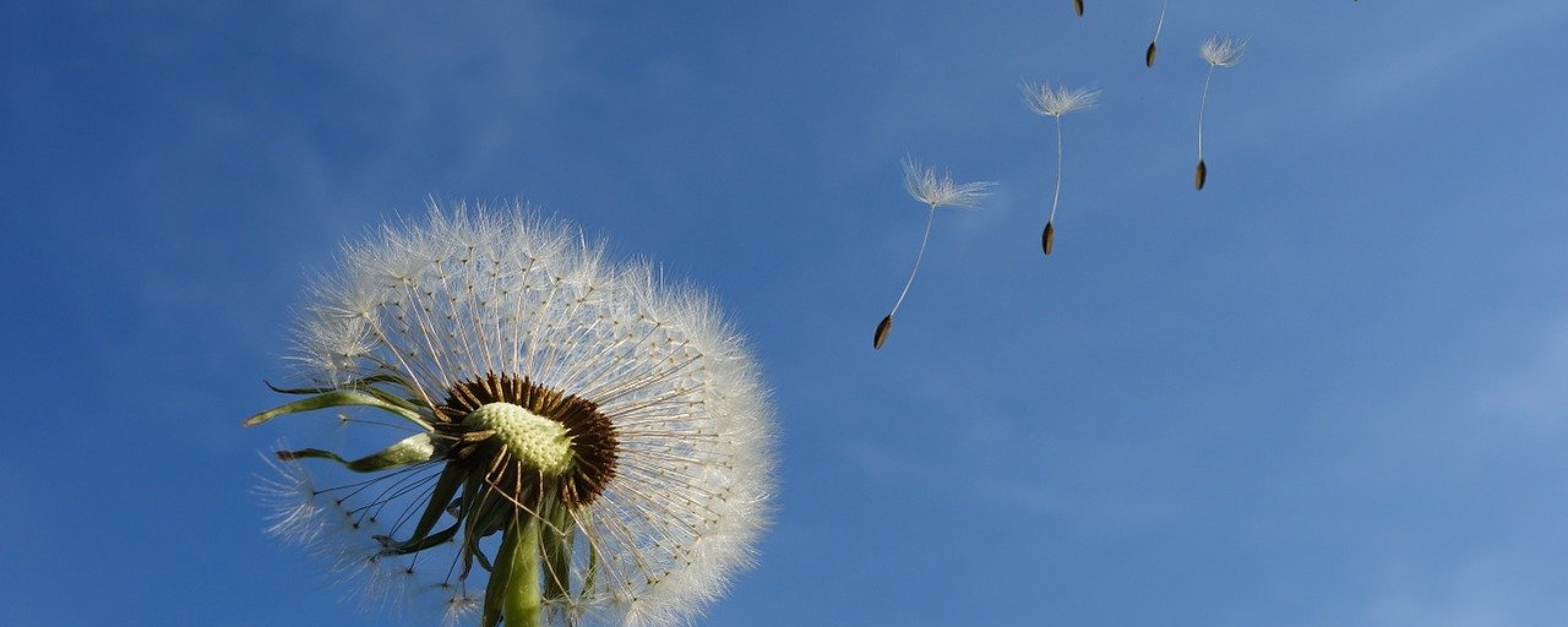 uitgebloeide paardenbloem met uitgeblazen sporen 